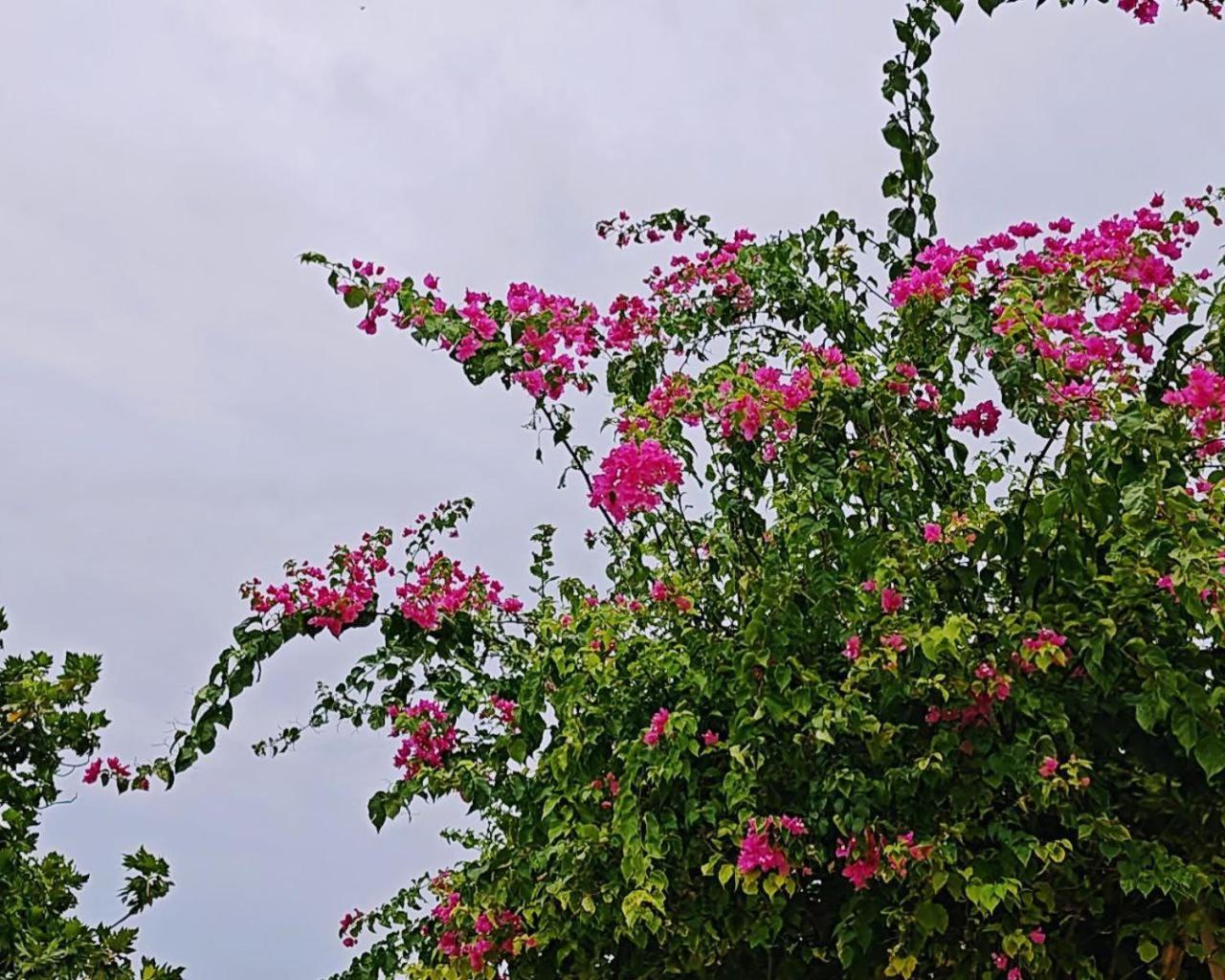 Bougan Villea Retreat Bodufolhudhoo Exterior photo